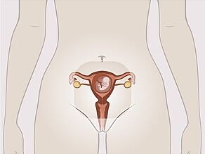 Eine stehende schwangere Frau. Die inneren Sexualorgane mit dem Fötus in der Gebärmutter wurden hervorgehoben.