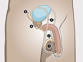 Die inneren Sexualorgane des Mannes sind: 1. Hoden, 2. Nebenhoden, 3. Samenleiter, 4. Prostata, 5. Bläschendrüsen.