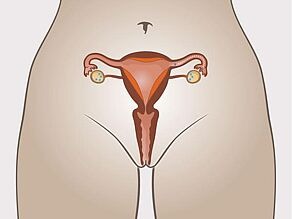 3. The fallopian tube transports the egg cell to the uterus. The mucous membrane in the uterus thickens.