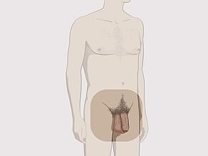 Erkek ayaktadır. Odak noktası, dışarıdan görülebilen cinsel organlarıdır.