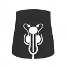 Innere Sexualorgane des Mannes