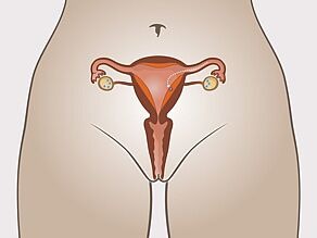Імплантація заплідненої яйцеклітини в слизову оболонку матки.