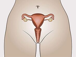 2. Ovulation : un ovule mature sort de l’ovaire.