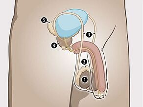 Los órganos sexuales internos del hombre son: 1. los testículos, 2. los epidídimos, 3. los conductos espermáticos, 4. la próstata, 5. las vesículas seminales.