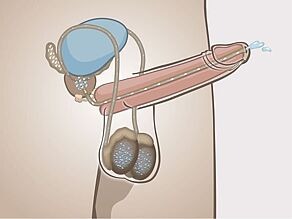 2. Prącie w stanie erekcji widziane od wewnątrz; ukazanie, jak sperma opuszcza ciało mężczyzny