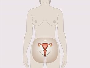 Femeie în picioare. Se pune accentul pe organele genitale interne.