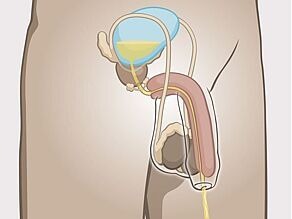 1. Вътрешен изглед на пенис в нееректирало състояние, който показва как урината се освобождава от тялото на мъжа