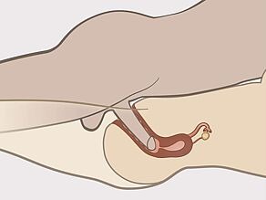 Detail van de penis in de vagina inwendig gezien.
