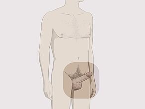 Bărbat în picioare. Se pune accentul pe penisul în erecție.