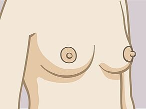 Les seins:mamelon (1) : petit bouton situé au milieu du sein ; aréole (2) : cercle sombre entourant le mamelon. 