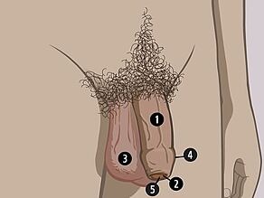 Die sichtbaren Sexualorgane des Mannes sind: 1. Penis, 2. Eichel, 3. Hodensack. Im Bereich der Eichel: 4. Vorhaut, innen: 5. Harnröhrenöffnung.