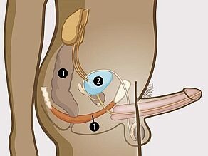 Detail of the male pelvis: 1. pelvic floor muscles supporting 2. bladder and 3. bowel.