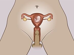 Detaje të organeve të brendshme seksuale të një gruaje shtatzënë. Fetusi është brenda mitrës. Një penis po penetron vaginën dhe nuk mund ta arrijë fetusin.