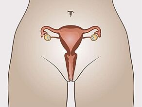 1. Ovulele sunt păstrate în ovare.
