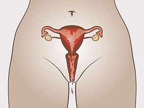 4. Cikli menstrual: membrana mukoze dhe gjaku duke dalë nga vagina. 