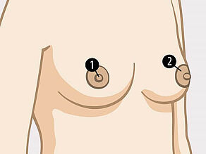 Las partes del exterior de un seno son: 1. pezón, 2. areola.
