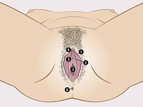 Widoczne kobiece narządy płciowe to: 1. Zewnętrzne wargi sromowe, 2. Wewnętrzne wargi sromowe, 3. Przedsionek pochwy, 4. Łechtaczka. Ujście cewki moczowej (5) oraz odbyt (6) nie są narządami płciowymi.