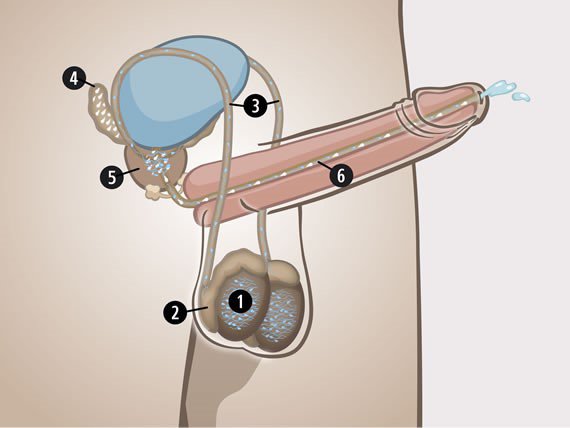 ...1. testicles, 2. epididymides, 3. sperm ducts, 4. seminal vesicles, 5. p...