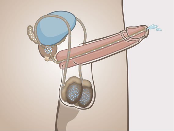 fete tinere cu penis masculin penisuri mari 30