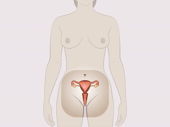 Anatomia satisfacţiei sexuale: vagin vs. penis - CSID: Ce se întâmplă Doctore?